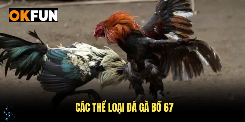 Các thể loại đá gà bồ 67 kinh điển bạn nên biết